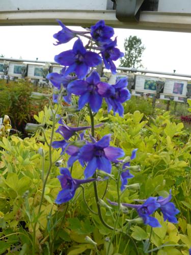 Delphinium - Klik op de afbeelding om het venster te sluiten